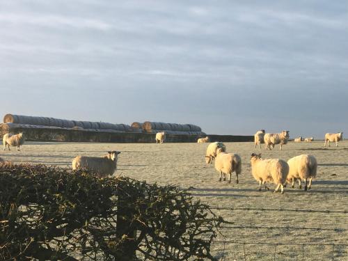 Riding Farm - image 5