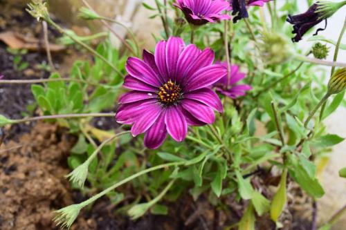  Dimitris & Stavroula Holiday House in Kalliópi