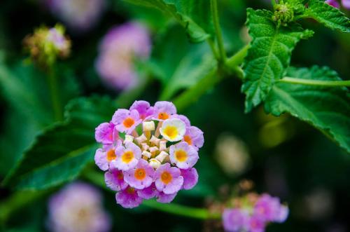Agriturismo Il Melograno di Banditella - image 2