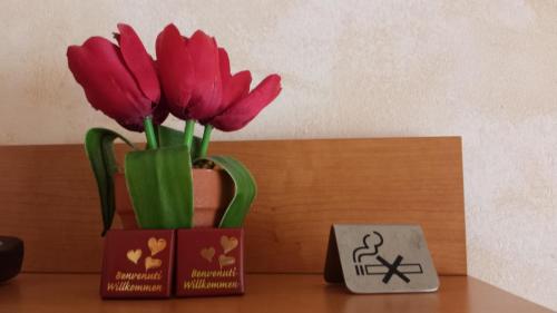 Primavera - image 6