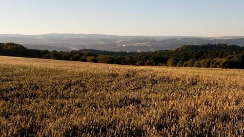 Ferienwohnung Moni 2.4km von Trierweiler entfernt