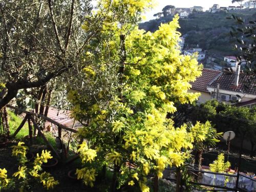 Le Mimose