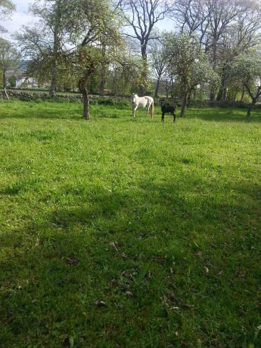 El Cajigal de Quintana - image 9