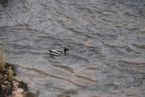 Umgebung, Le Moulin de Benechou in Rodez