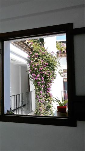 Lola5, Кордова (фото 5)