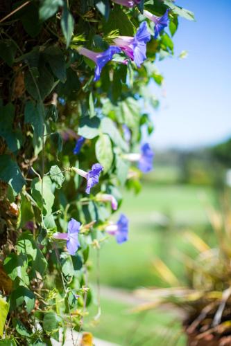 temecula creek inn