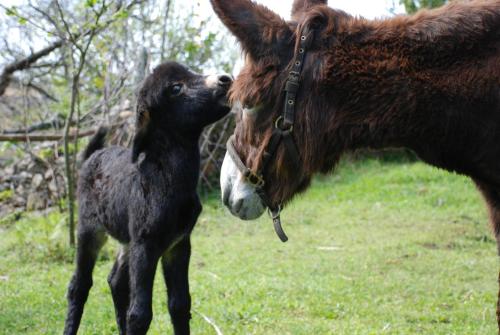 Budiño de Serraseca - image 14