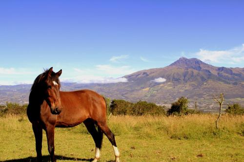 Hostería Hacienda Pinsaqui