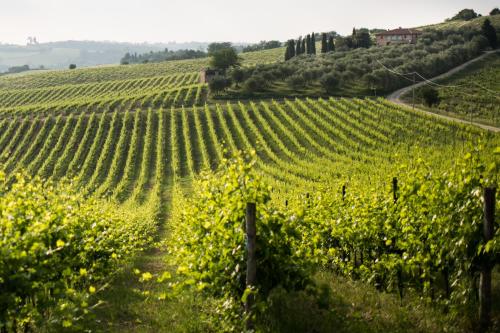 Tenuta Di Monaciano - Castelnuovo Berardenga