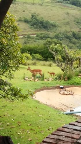 Matusadona Guest Lodge