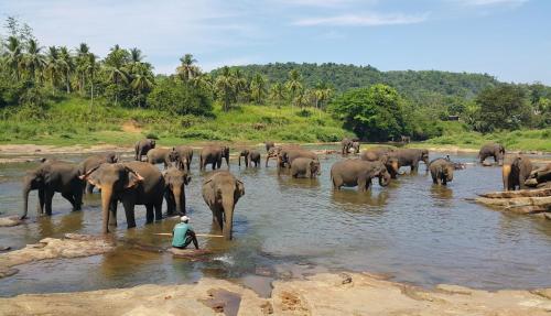 Hotel Elephant Park "Grand Royal Pinnalanda"