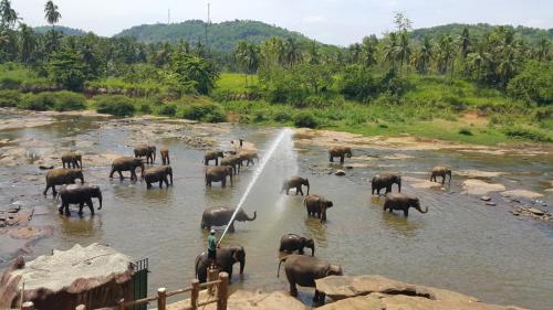 Hotel Elephant Park "Grand Royal Pinnalanda"