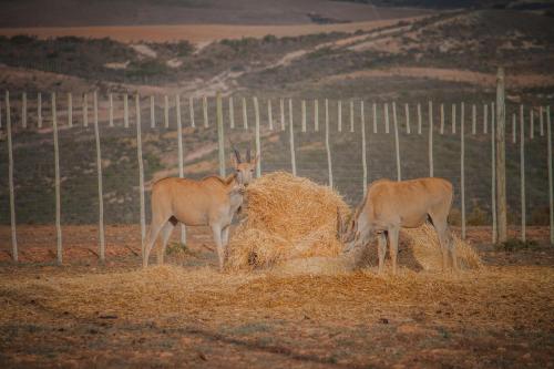 Melk Houte Bosch Guest Farm