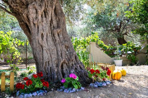 Studios Evis, Potos (foto 7)