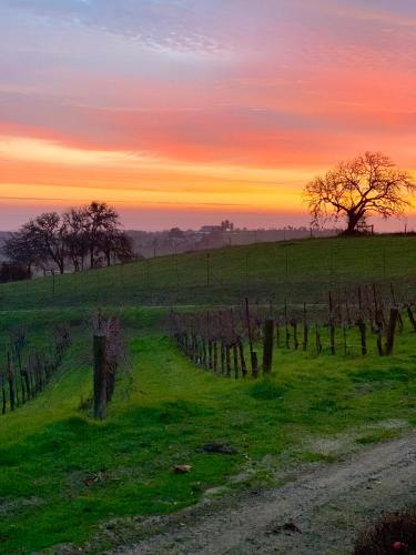 The Eden House Vineyard