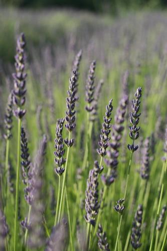 ProvenceBleue chambre d'hôte Saignon