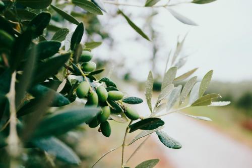 Appartamento La Pinetina