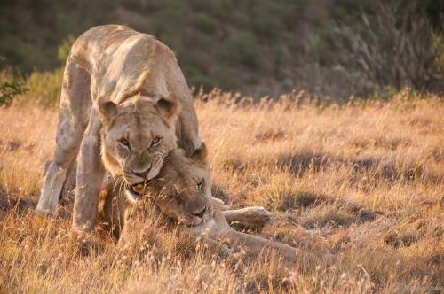 Samara Private Game Reserve