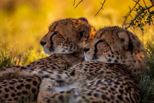 Samara Private Game Reserve