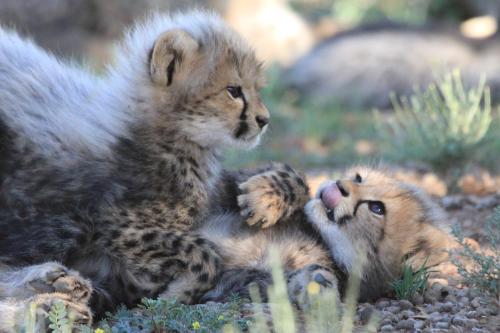 Samara Private Game Reserve
