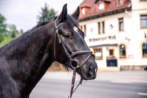 Schwarzes Ross in Arnsdorf, Deutschland