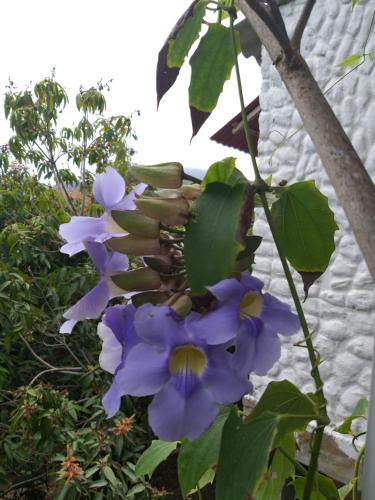 Posada Villa Margarita