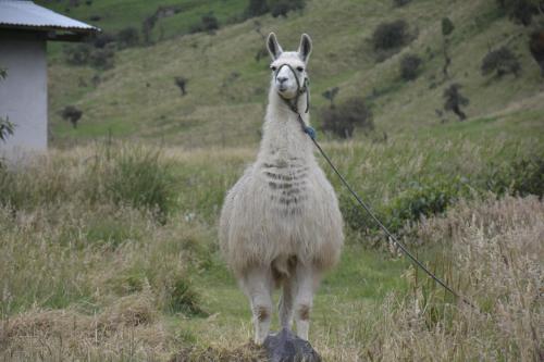 SOL DE PIEDRA in Papallacta