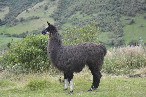 SOL DE PIEDRA in Papallacta