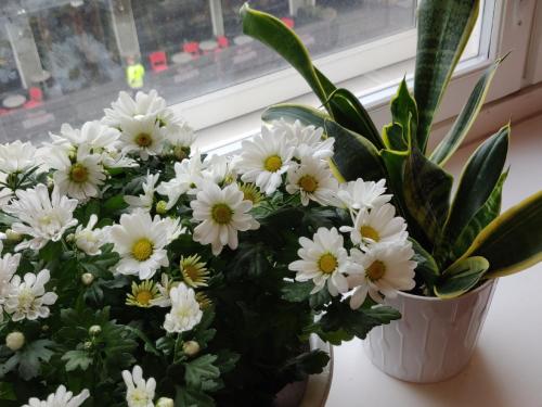 Apartment City Linna
