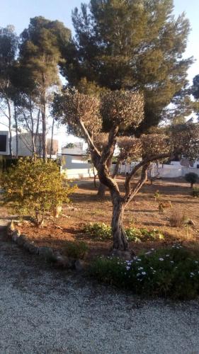 pinomar, Teulada (foto 5)