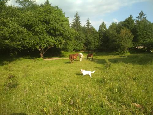  Apartment Tilia in Klana