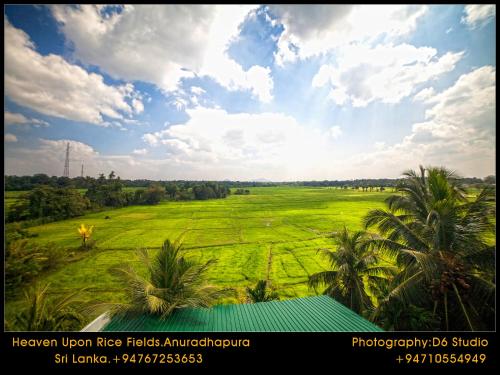 Heaven Upon Rice Fields