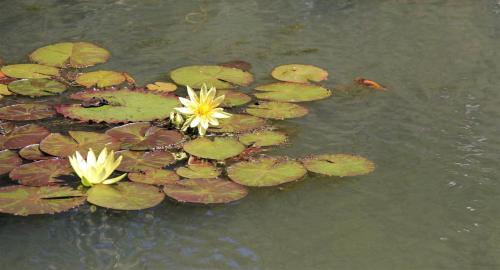 Brecon Pond Bed & Breakfast