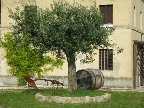 Casale Oliva in a landscape of oaks, olive e cherry trees