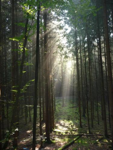 Ferienwohnung Boellsteiner Hoehe 8.3km von Fischbachtal entfernt