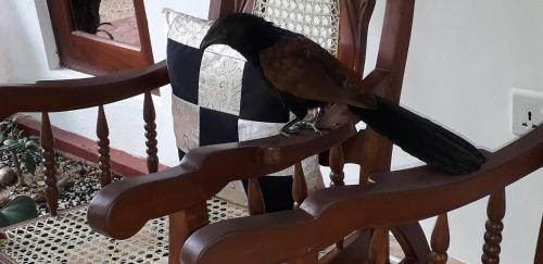 Yaluwa Tourist Rest & cooking class – Anuradhapura, IA