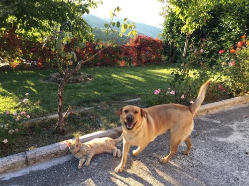 Appartamenti Monte Alago