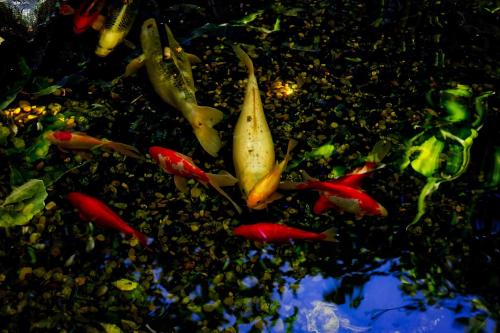 Skylark Bed & Breakfast - image 3