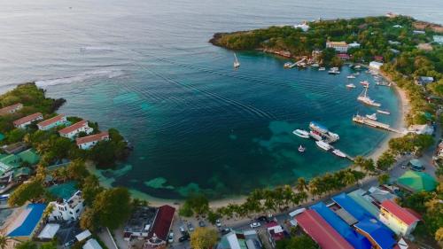 A környék, mame trees in West End