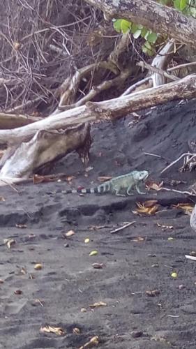 Beau F2 avec vue sur Les Saintes in Trois-Rivieres