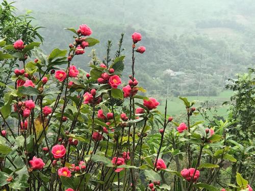 Tự Viện Xanh Villa Tự Viện Xanh Villa