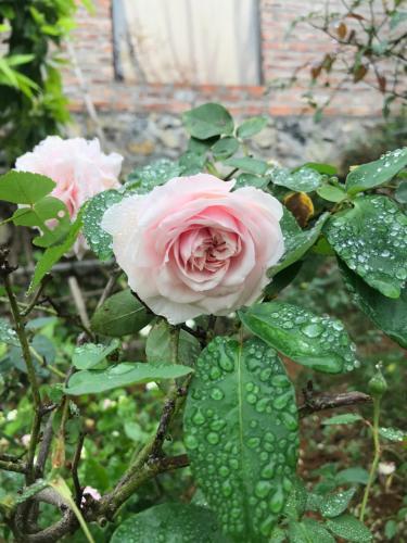 Tự Viện Xanh Villa Tự Viện Xanh Villa