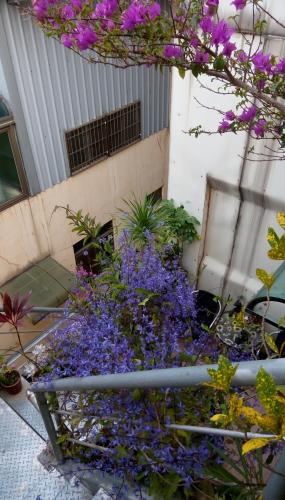 Pulisen Homestay - image 5