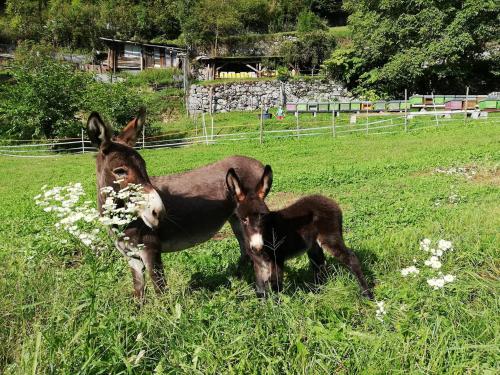 Agriturismo Dalla Natura la Salute