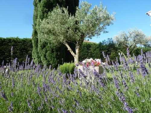 Le gite de lOlivier en Provence