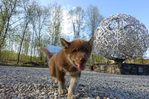 外部景觀, Wild Caribou's Wildwood Cabin in 伯塞爾夫