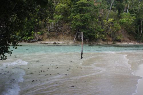 Sea Whip Raja Ampat