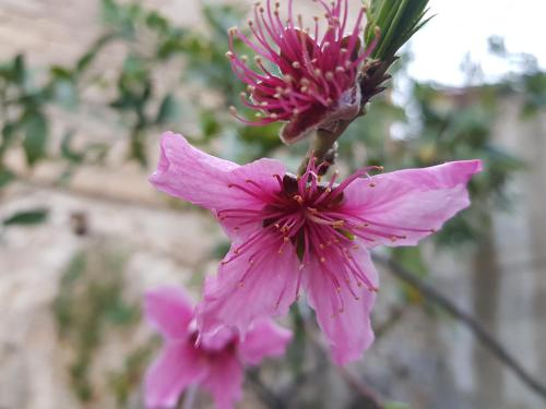 Il Giardino di Tolù Siracusa