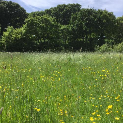 Surrounding environment, Tiny Home cabin Eilidh in Cowes South and Northwood