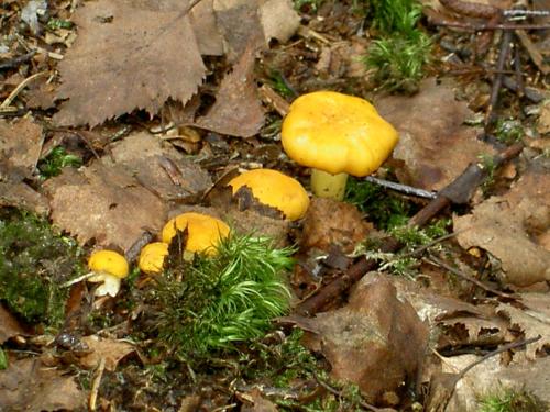 Bauernhof Familie Tauber-Scheidl - image 5